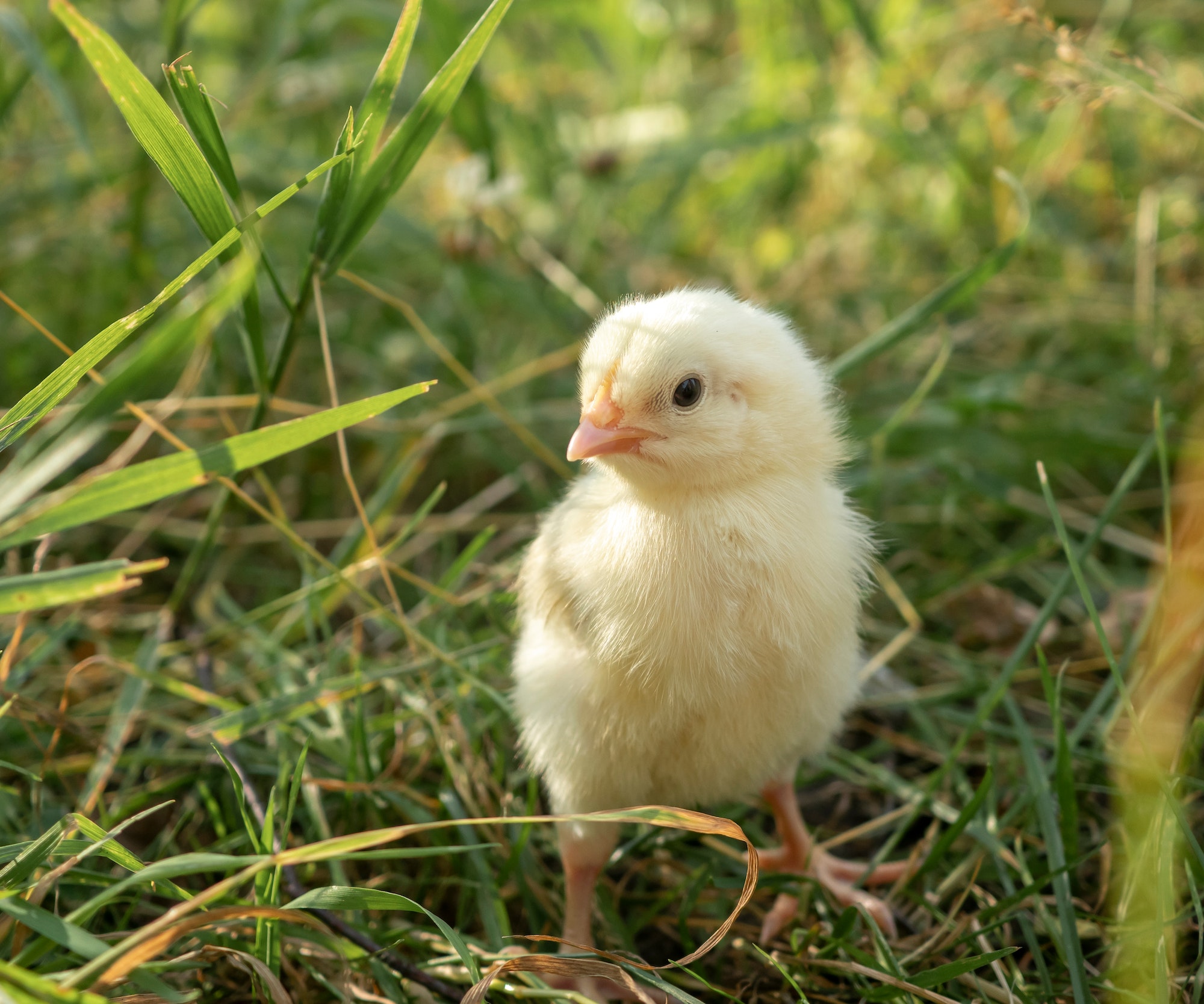 Little yellow chick on fresh green grass